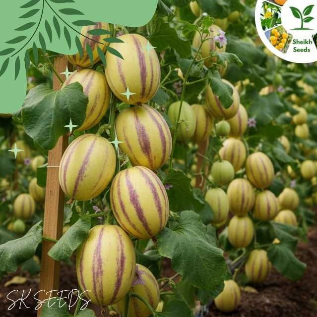 পেপিনো মেলন, দুর্লভ ও স্বাস্থ্যসম্মত ফল, হালকা হলুদ খোসা ও বেগুনি দাগযুক্ত, পুষ্টিগুণে ভরপুর এবং চাষে সহজ (আনুমানিক ৮০ বীজ)