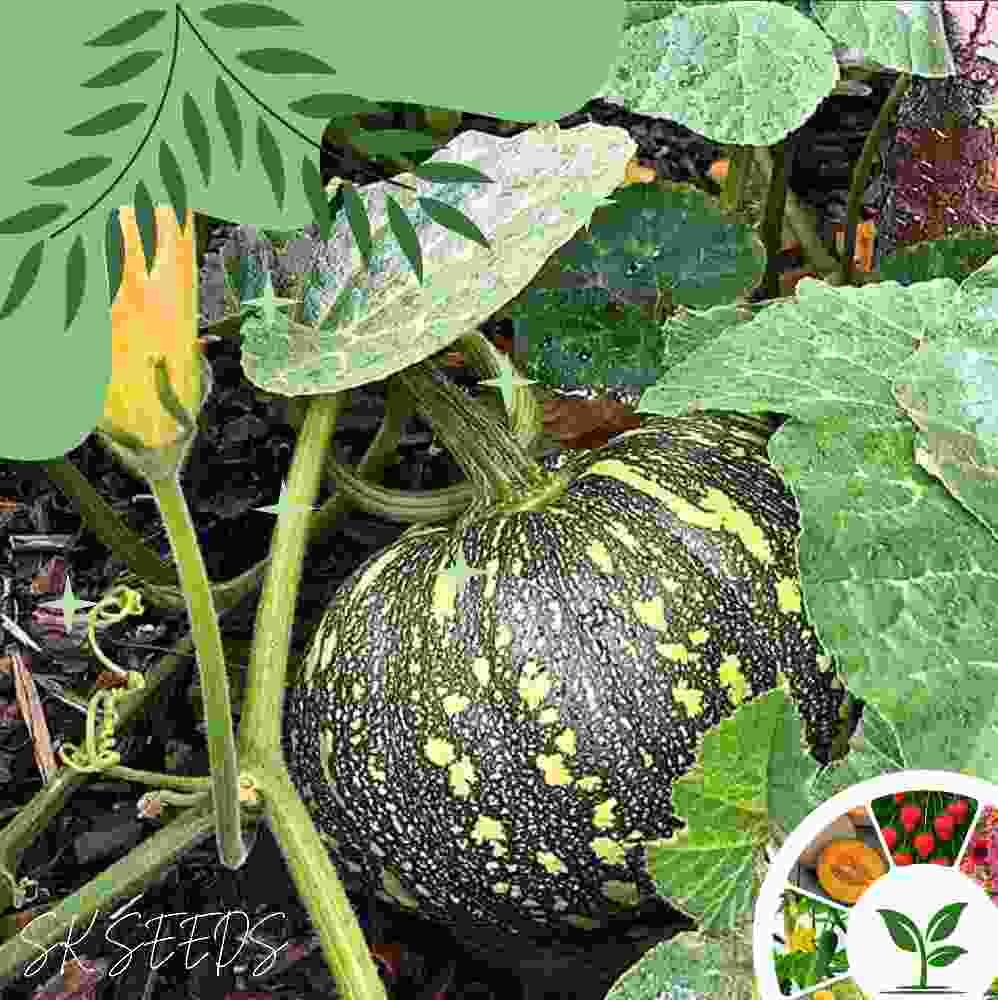 বড় মিষ্টি কুমড়া (জাপানি) বীজ – ১৫ পিস | উন্নত জাত, দ্রুত বৃদ্ধি ও উচ্চ ফলন | শীতকালের জন্য বাংলাদেশে প্রচুর চাষযোগ্য